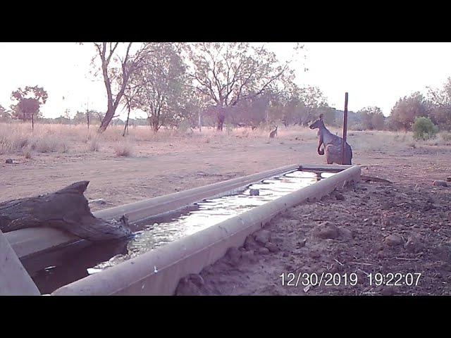 Goannas cooling off.