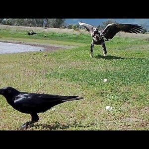 Ravens can they count?