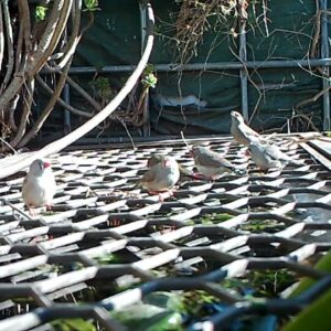 Red Browed & Zebra  Finches.