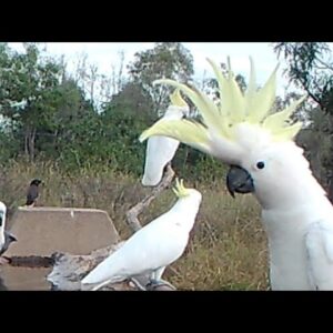 Red Wings, Blue Bonnets, Gulahs, arrive in their fives for a drink.