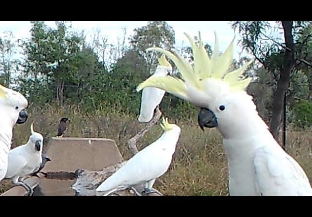 Red Wings, Blue Bonnets, Gulahs, arrive in their fives for a drink.