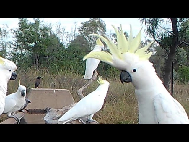 Red Wings, Blue Bonnets, Gulahs, arrive in their fives for a drink.