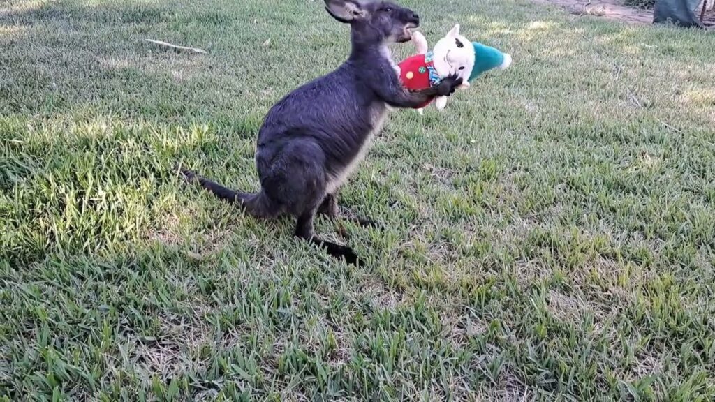 Rockie The Roo, is on Elf  Patrol.