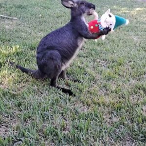 Rockie The Roo, is on Elf  Patrol.