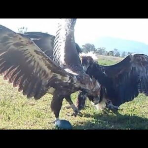 Wedge tail eagles Will fight for an emu egg.
