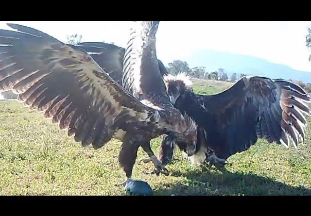 Wedge tail eagles Will fight for an emu egg.