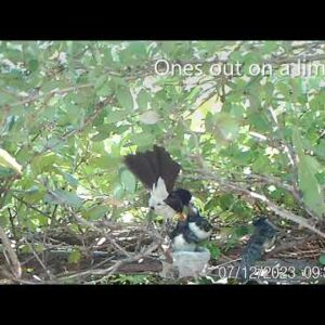 Willie Wagtail Fledglings last day at the nest.