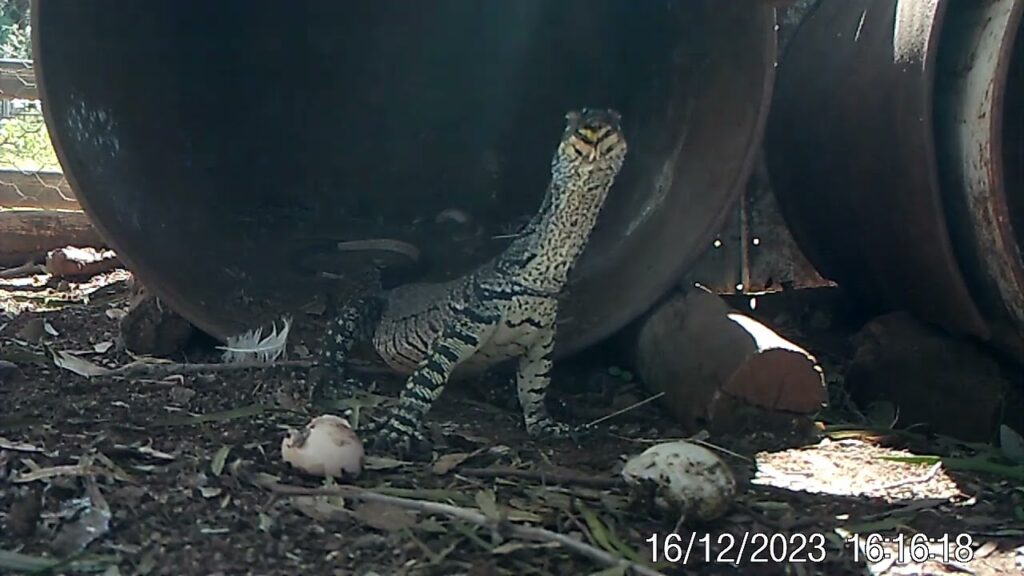 Young Goanna returns for eggs after encounter with hen.