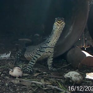 Young Goanna returns for eggs after encounter with hen.