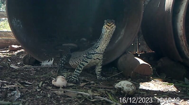 Young Goanna returns for eggs after encounter with hen.