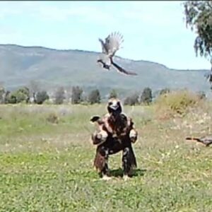 Apostlebirds Attack Wedge-tail Eagle and Raven.