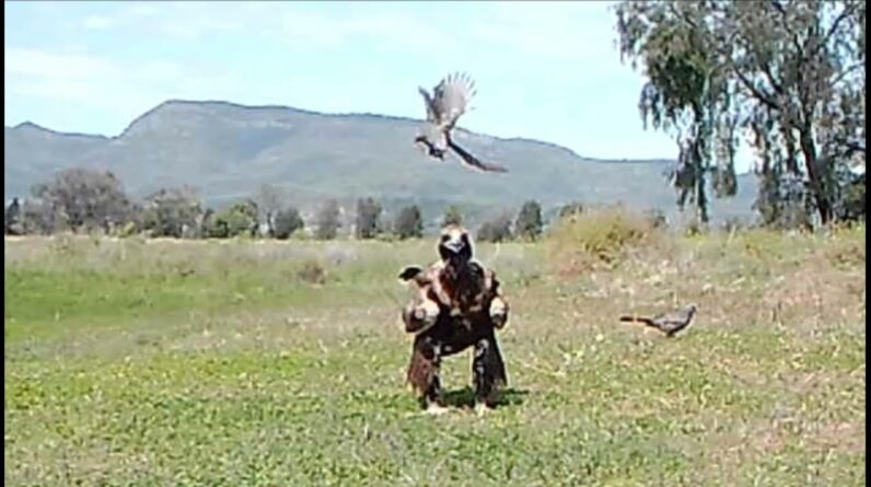 Apostlebirds Attack Wedge-tail Eagle and Raven.