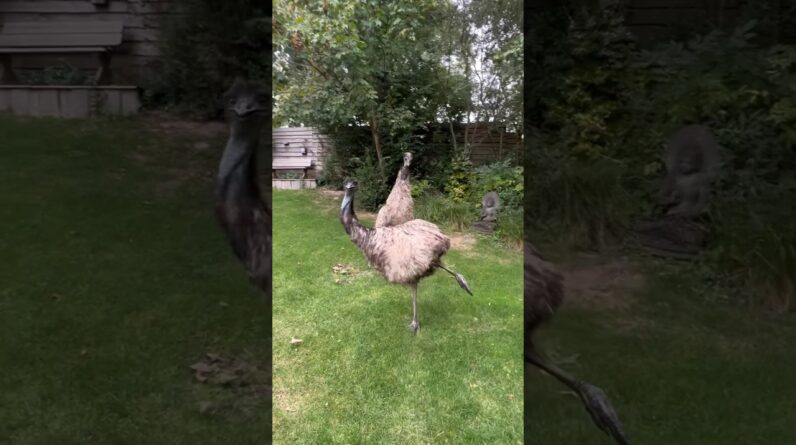 Crazy Emu dance zoomies #animals #birds #fypシ #emu #funny #foryou
