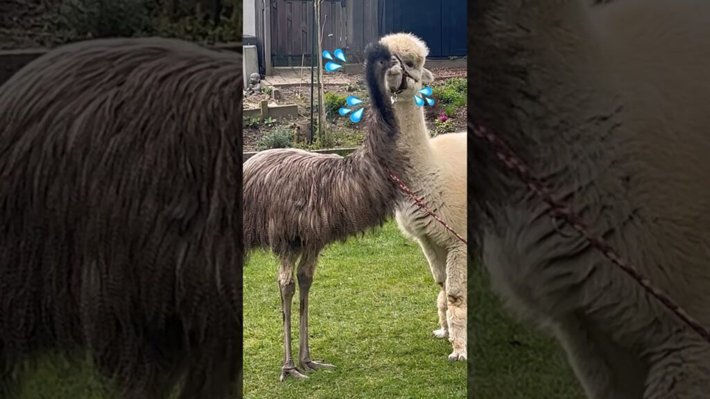 Emu Floki steals kisses - part 1 #animals #birds #emu #funny #fyp