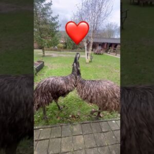 Emu love #fyp #love #birds #animals