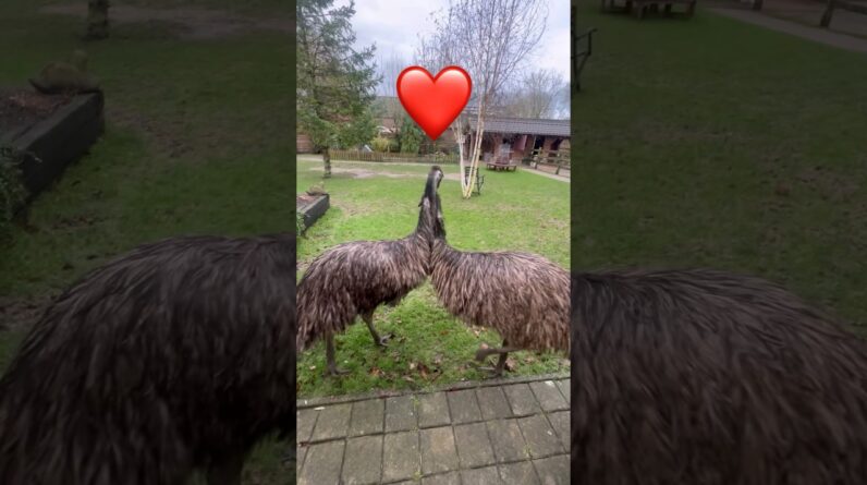 Emu love #fyp #love #birds #animals