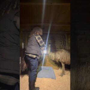 Emu picnic in the barn #food #emu #birds #animals