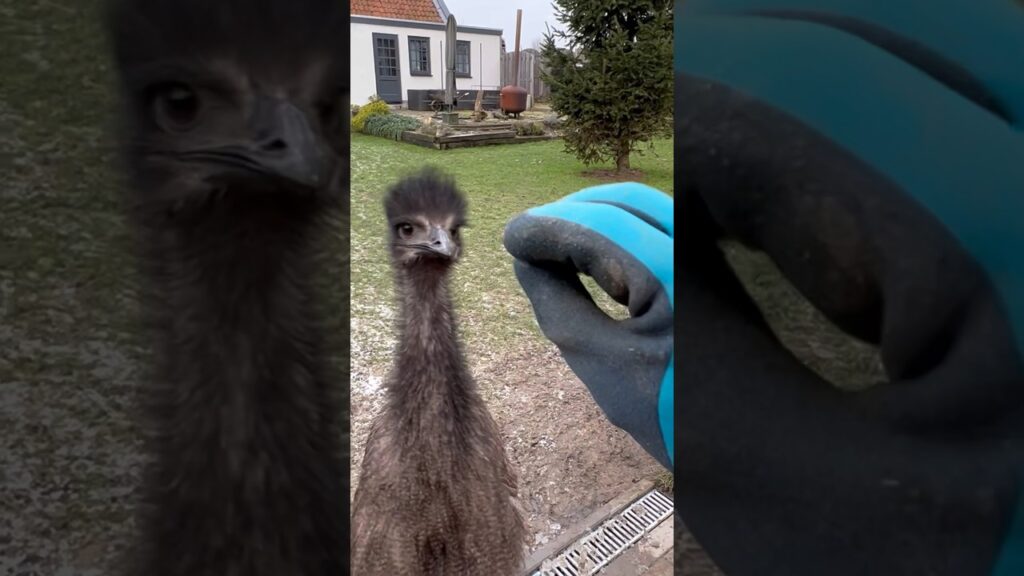 Emus fight with a brutal glove #funny   #birds #animals #fyp