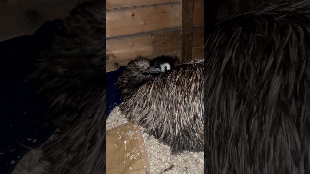 Emus waiting for cuddling time  #emu #birds #animals #love #forever