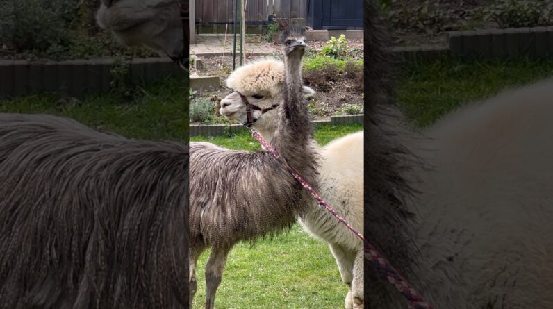full version: Emu kisses Alpaca #birds #animals #fyp