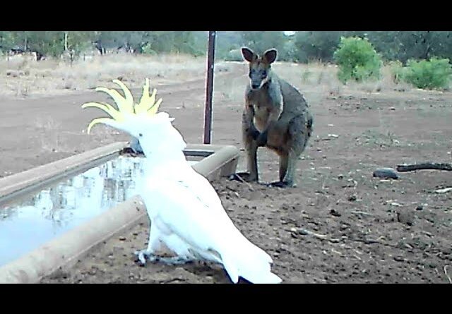 Kangaroos share water trough with others or leave.