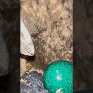 WOW ! CLOSE-UP from Emu laying a bright green egg #animals #birds #emu #education #fyp #follow