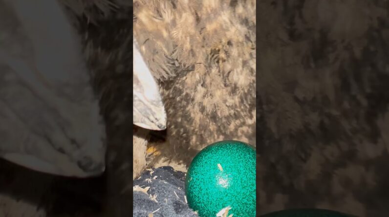 WOW ! CLOSE-UP from Emu laying a bright green egg #animals #birds #emu #education #fyp #follow