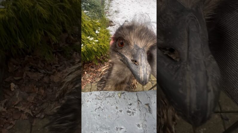 Floki comes to say hello and asks for snacks #birds #emu #animals #cute #funnybirds