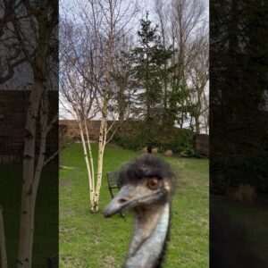 Pretty Emu Echo #fypシ #animals #birds #emus