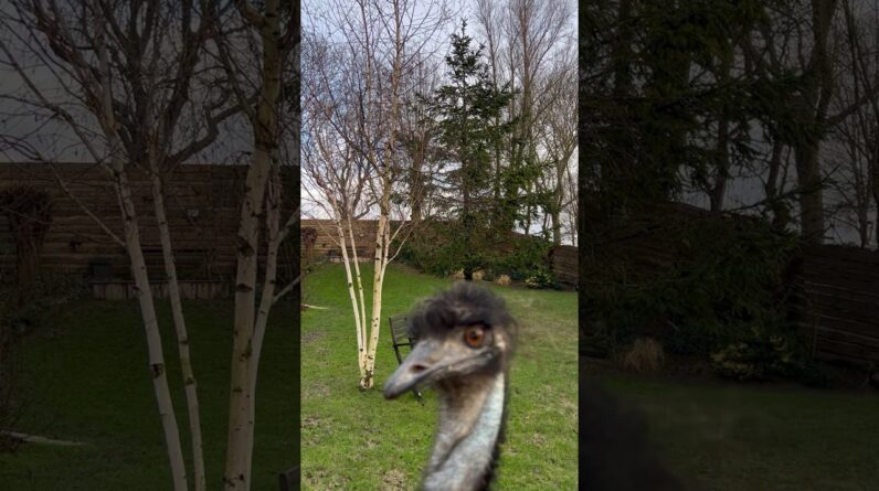 Pretty Emu Echo #fypシ #animals #birds #emus