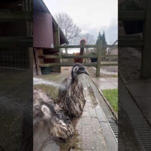 Shower with friends #emu #alpaca #birds #animals