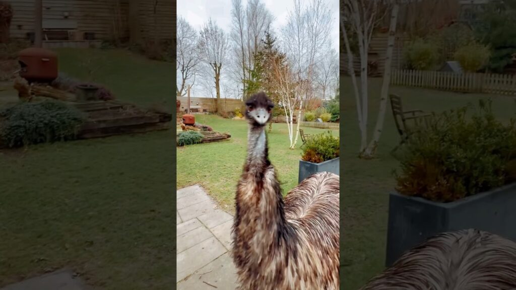 Talking to an dinosaur 🦖 #animals #birds #emu #dinosaur #fyp