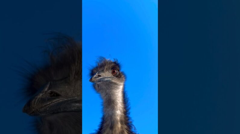 Yum yum yum Emu snacktime #funny #emu #birds #animals #childrensongs