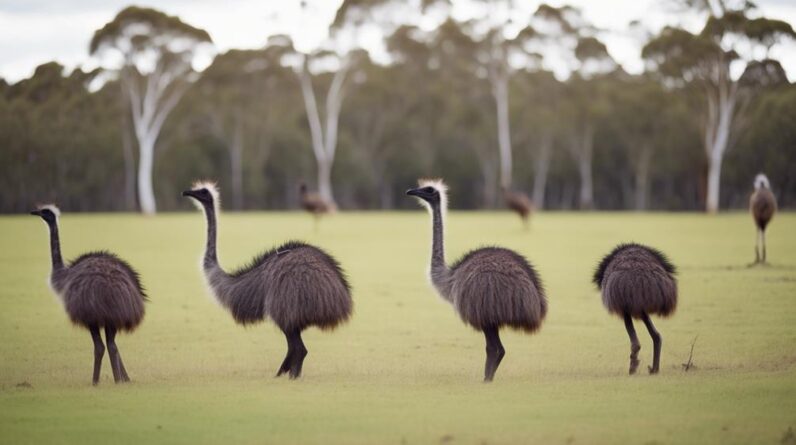 balancing emu farming sustainability