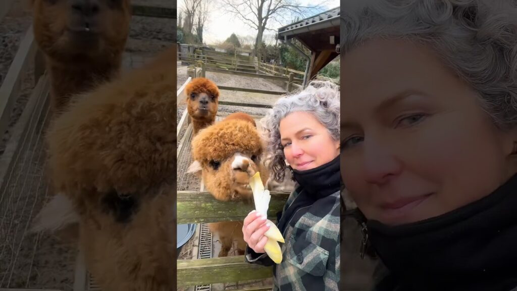 ALPACA-LACA-LACA FRIENDS OF EMUS FLOKI & ECHO 🤎💚 #animals #alpaca #emu  #birds