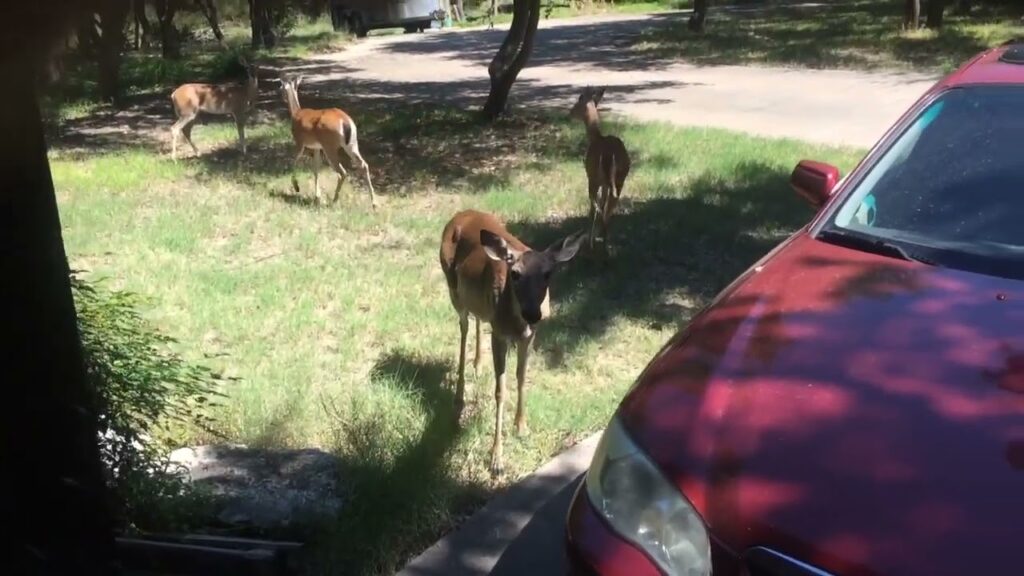 Another visit from the ladies.