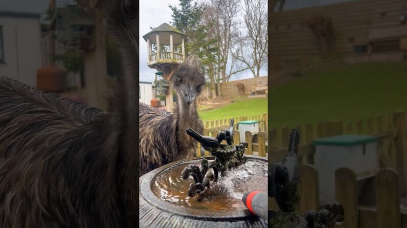 Emu Floki is playing with water 💦 #emu #birds #animals #water