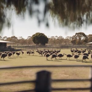 emu farming expertise needed