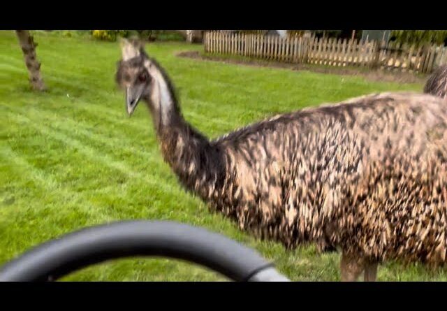 Garden zoomies with Floki & Echo #emu #birds #animals
