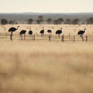 guarding emus from harm
