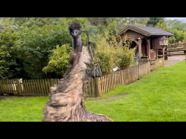 EMOE ECHO STOOT HOOFD TIJDENS ZOOMIES 🤪 #animals #birds #emu