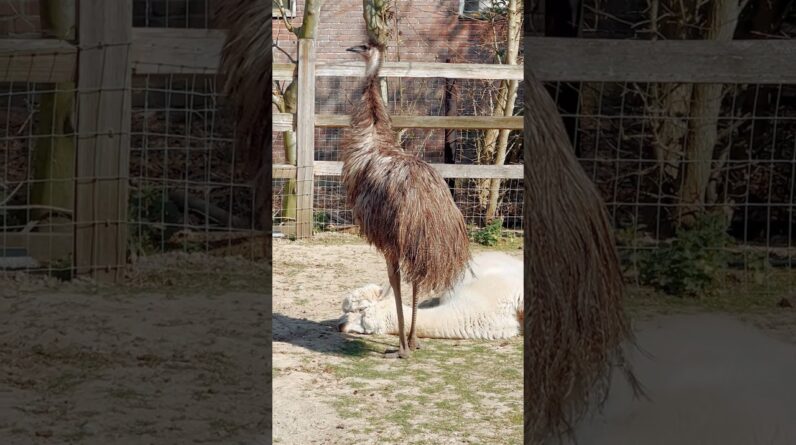 Emu Floki kisses Alpaca Joy 💋💋💋 #animals #birds #emu #alpaca