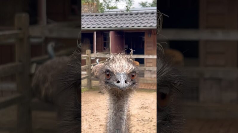 Emu Floki says hi everyone 👀😂 #emu #birds #animals