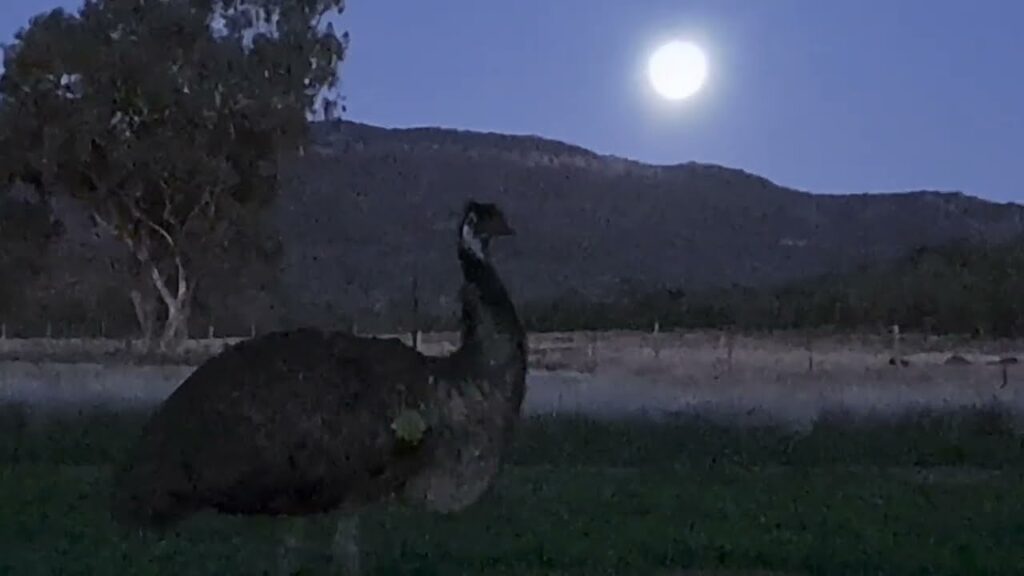 Emus by moon light