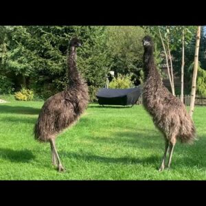 Dit moet je zien 🤩 Jonge Floki & Echo gaan uit hun dak als afleidingstruc 🤪🤪 #animals  #emu #birds