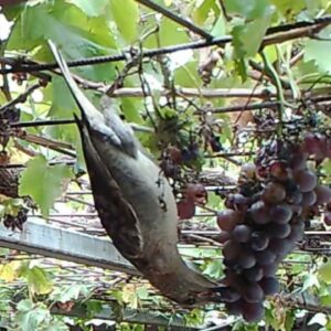 Birds demolish a bunch of grapes
