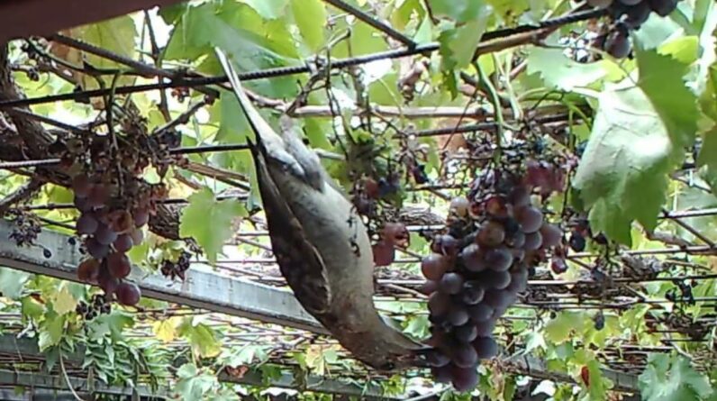 Birds demolish a bunch of grapes
