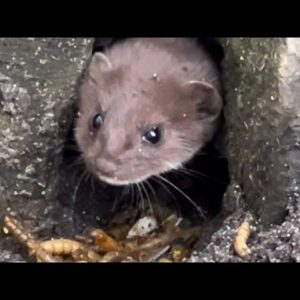 Deel 2: Gaat Wezeltje haar avontuur overleven ? rescue weasel 🤎