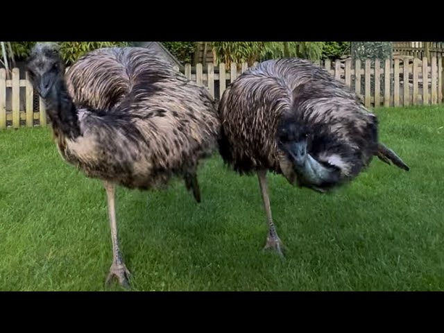 Emus Floki & Echo fight the wheelie bin monster in KUNG-Fu style 💪🏻😎💪🏻😎