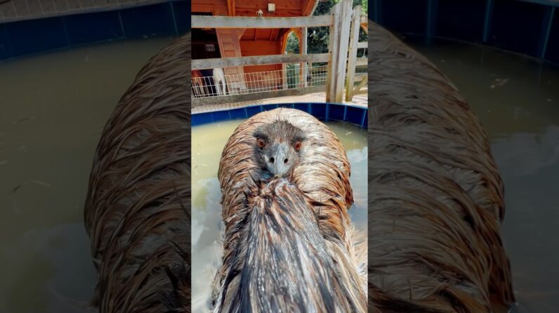 Echo lekker in badje 🤪💦 #emu #birds #animals #shorts